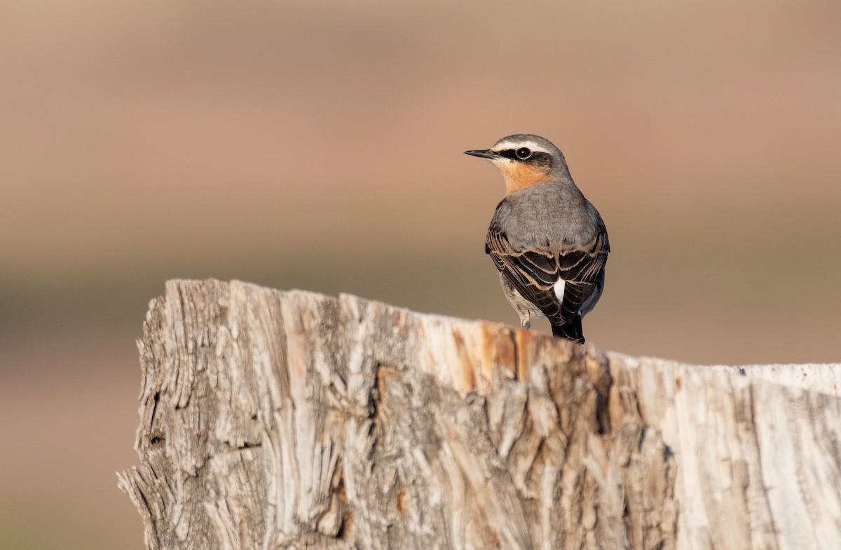 Northern Wheatear - ML633399966