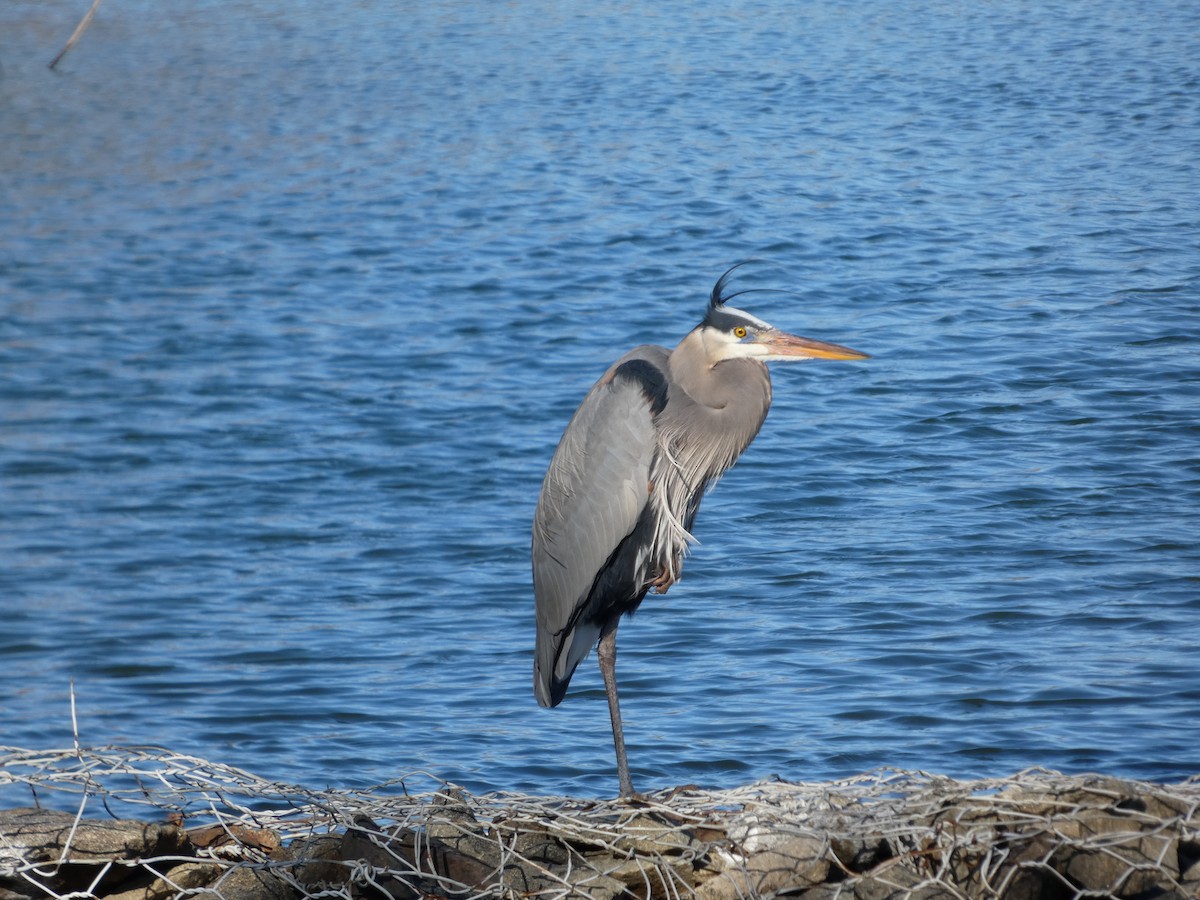 Great Blue Heron - ML633400031