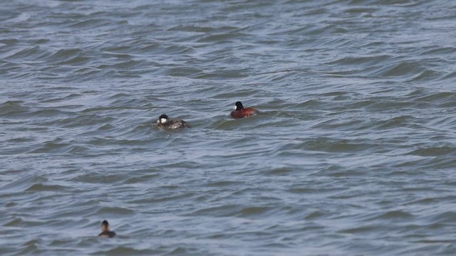 Ruddy Duck - ML633400081