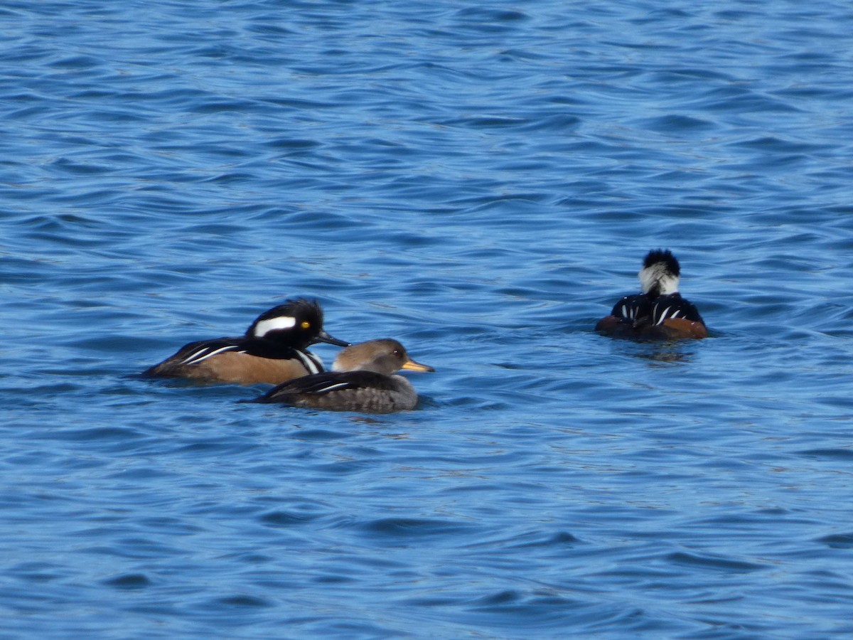Hooded Merganser - ML633400108