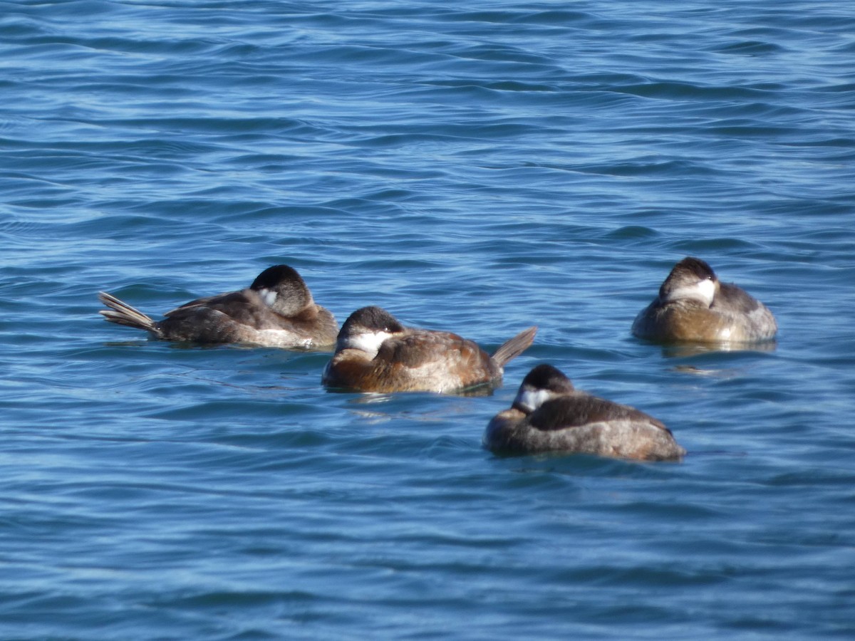 Ruddy Duck - ML633400145