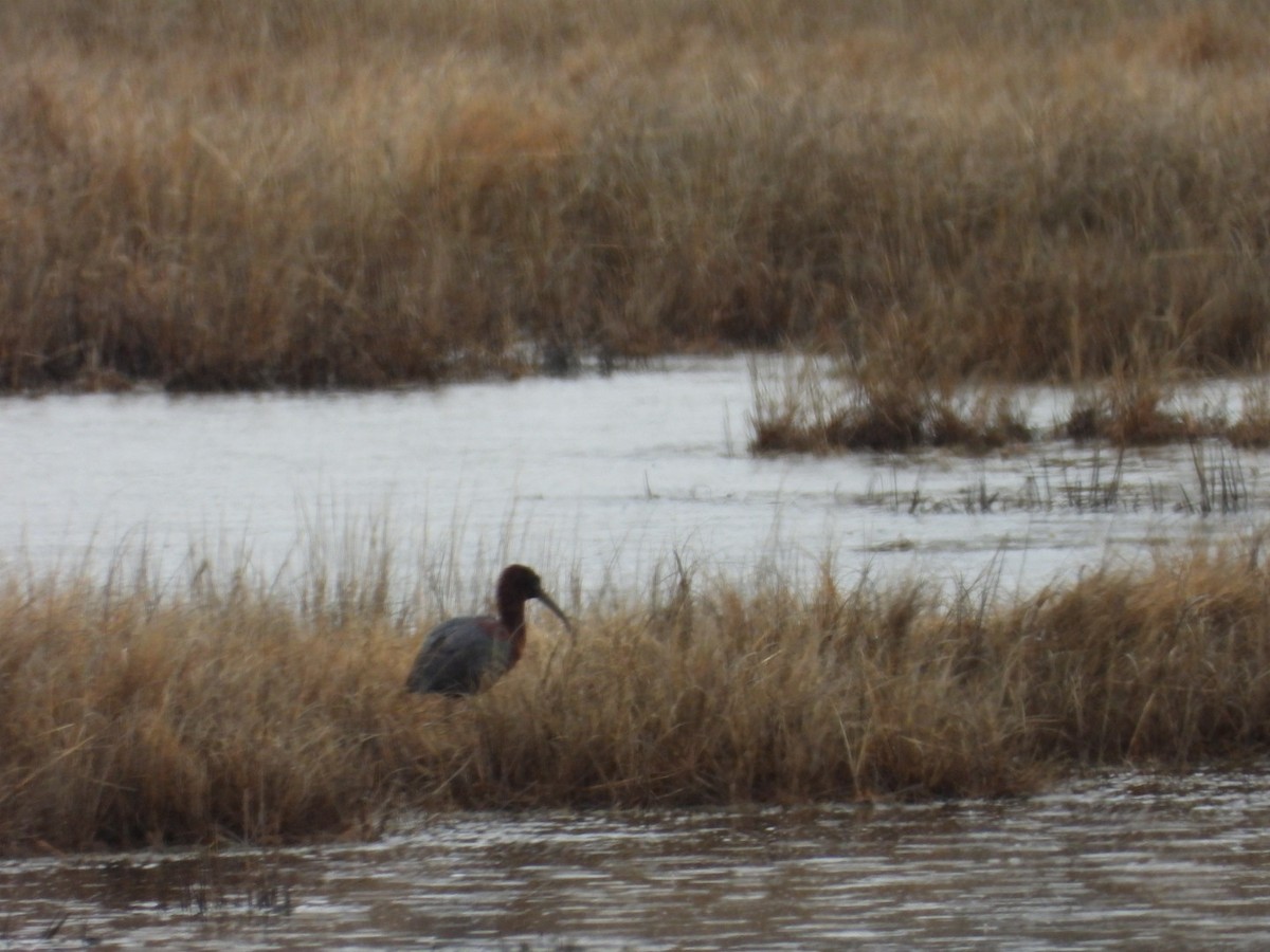 Glossy Ibis - ML633400313