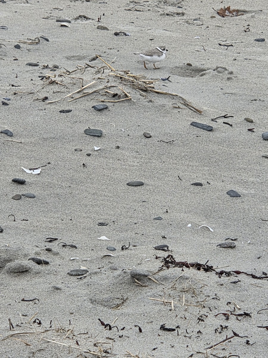 Piping Plover - ML633400401