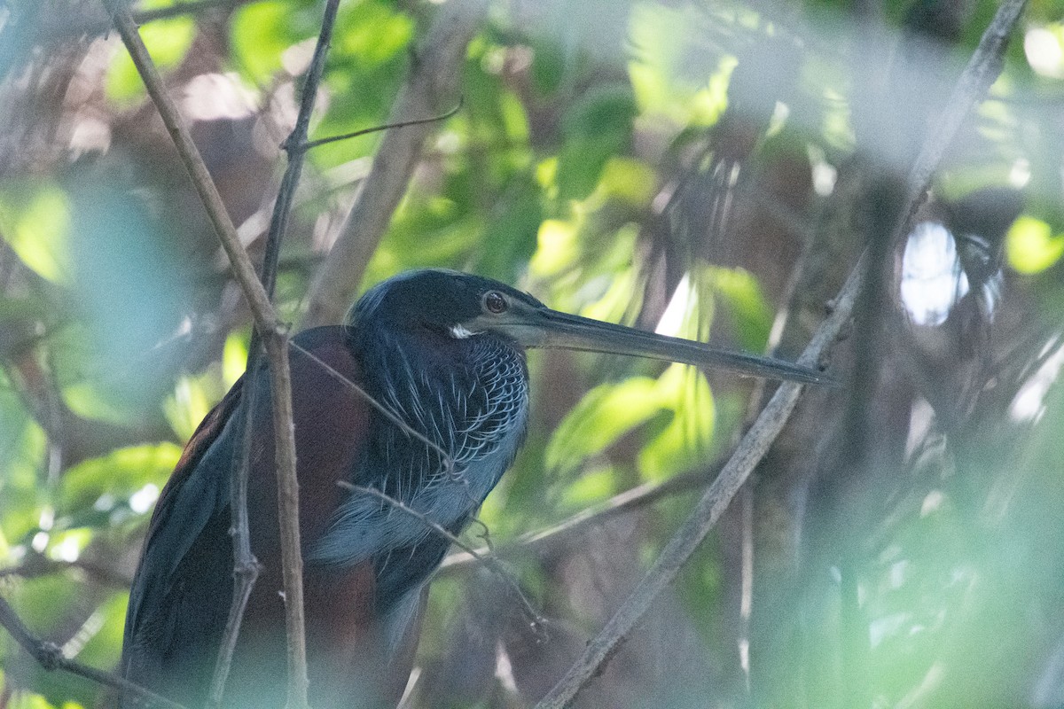 Agami Heron - ML633400435