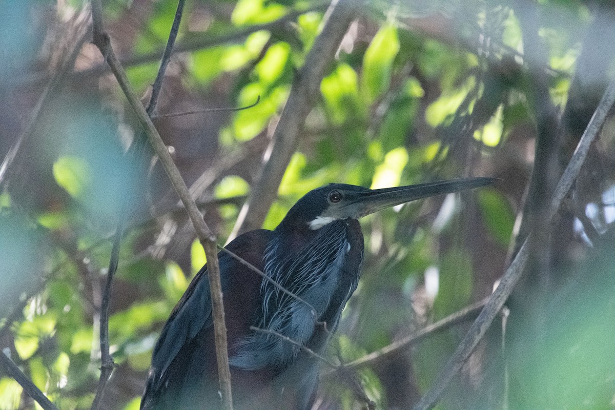 Agami Heron - ML633400436