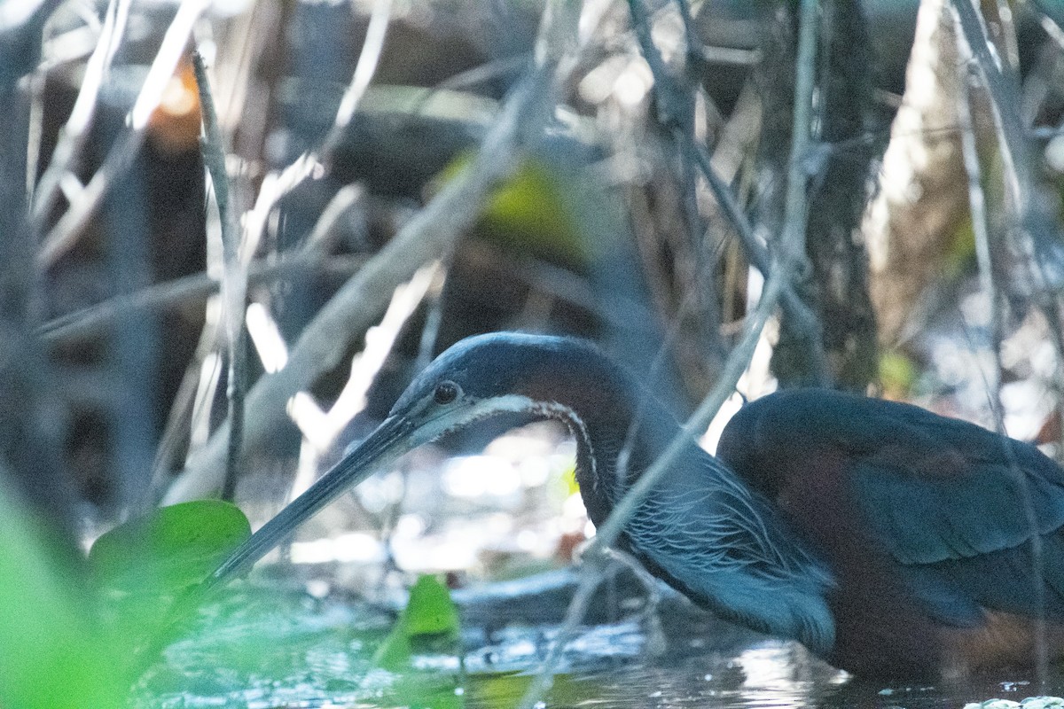 Agami Heron - ML633400437
