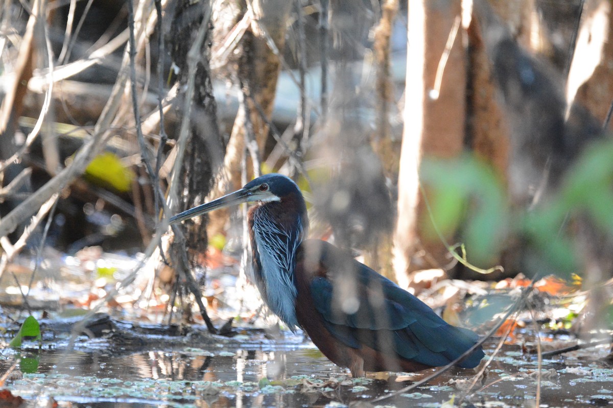 Agami Heron - ML633400438