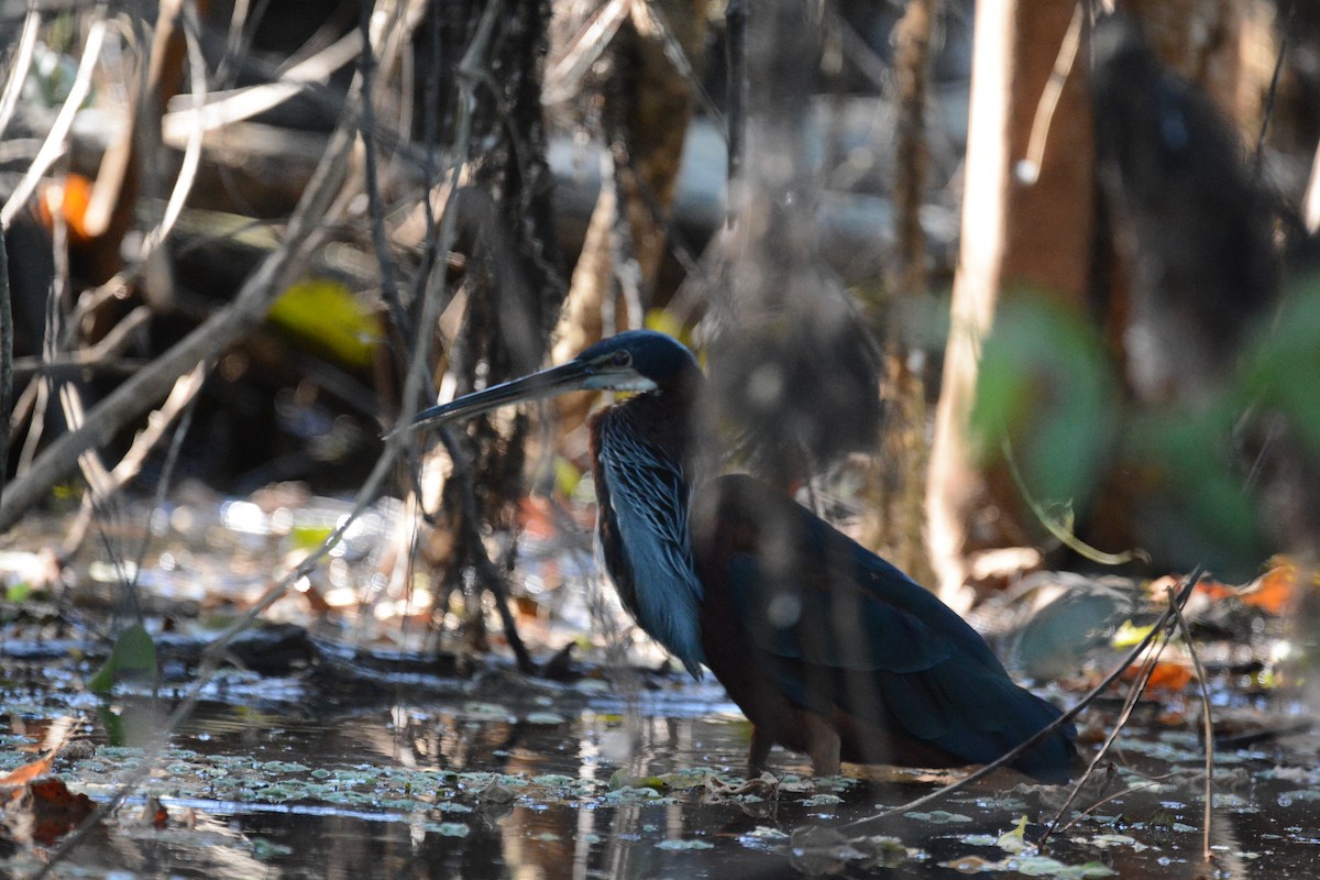 Agami Heron - ML633400439