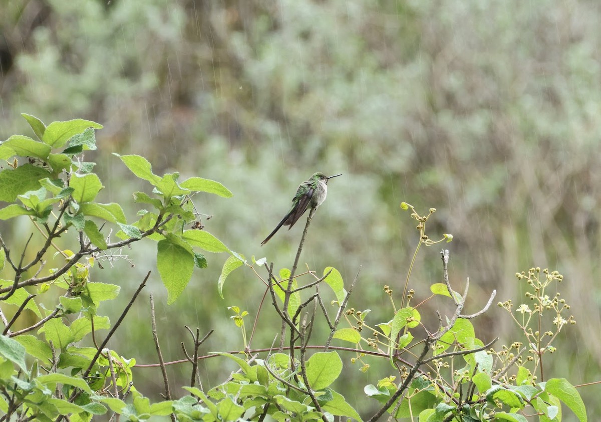 gråbukkolibri - ML633400516