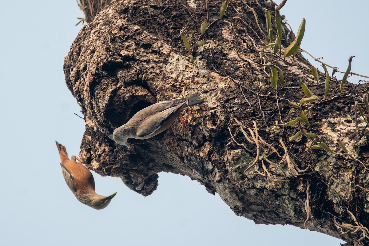 Chestnut-tailed Starling - ML633400660