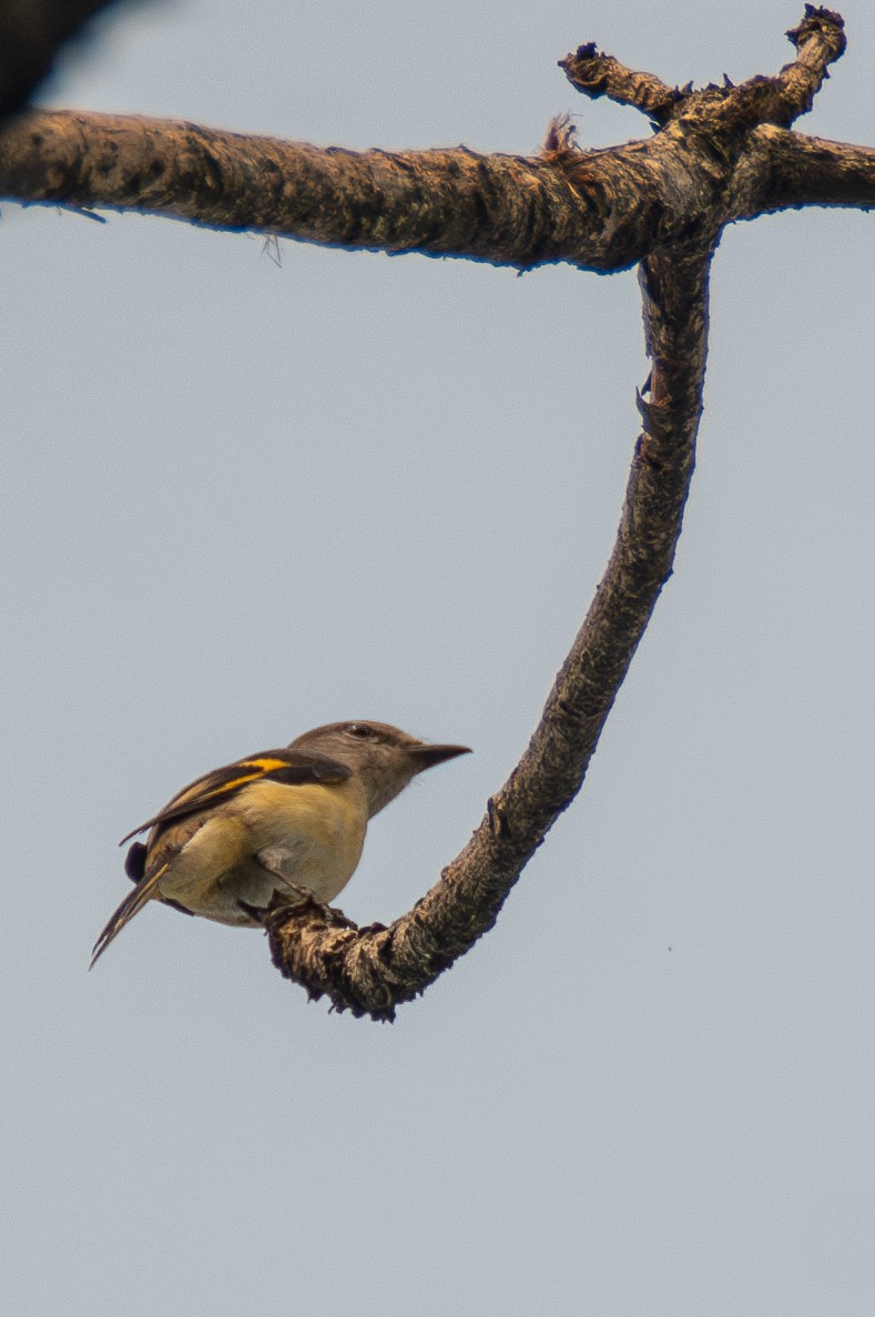 Rosy Minivet - ML633400733