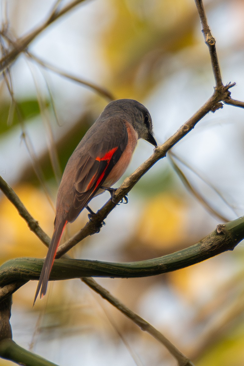 Rosy Minivet - ML633400734