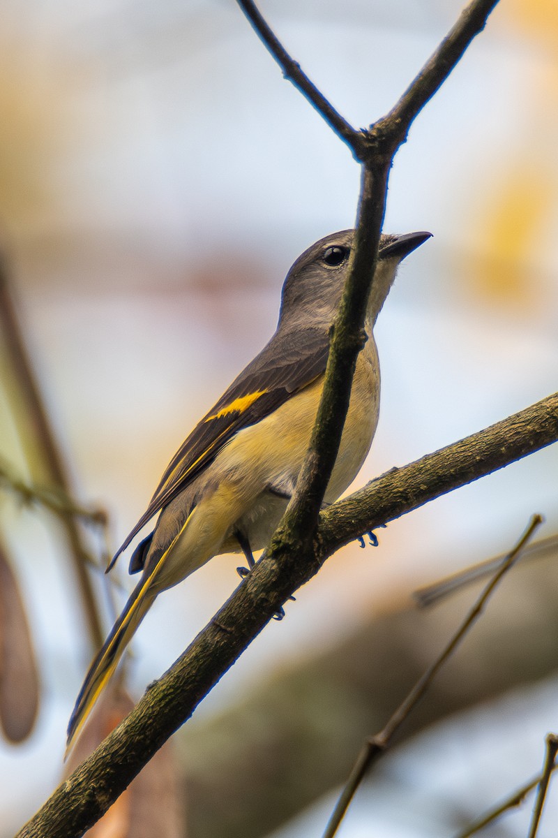 Rosy Minivet - ML633400736