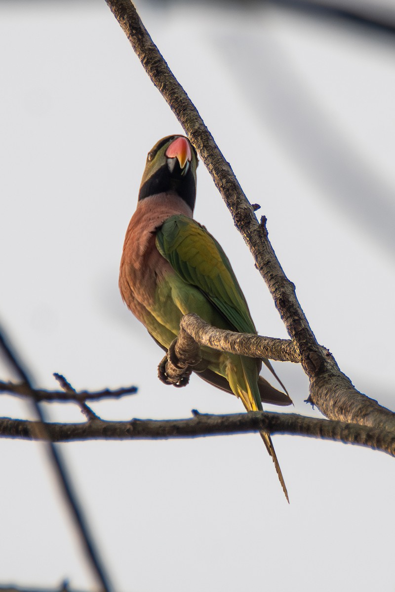 Red-breasted Parakeet - ML633400741