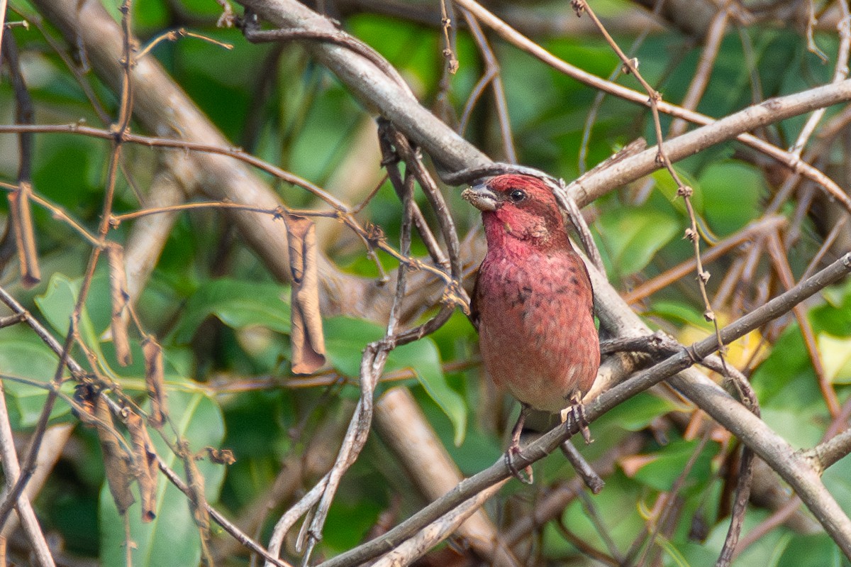 Common Rosefinch - ML633400756