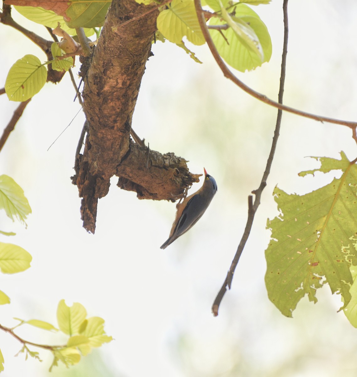Velvet-fronted Nuthatch - ML633400778