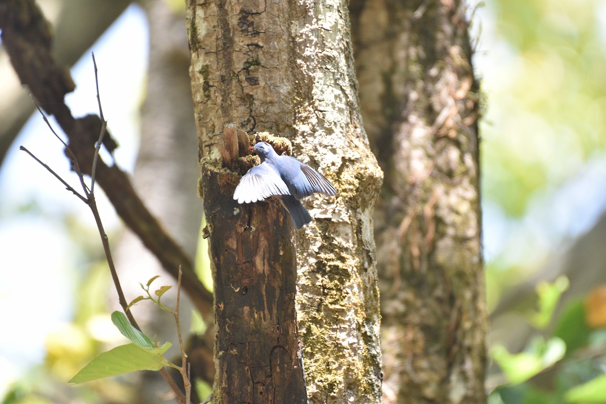 Velvet-fronted Nuthatch - ML633400781