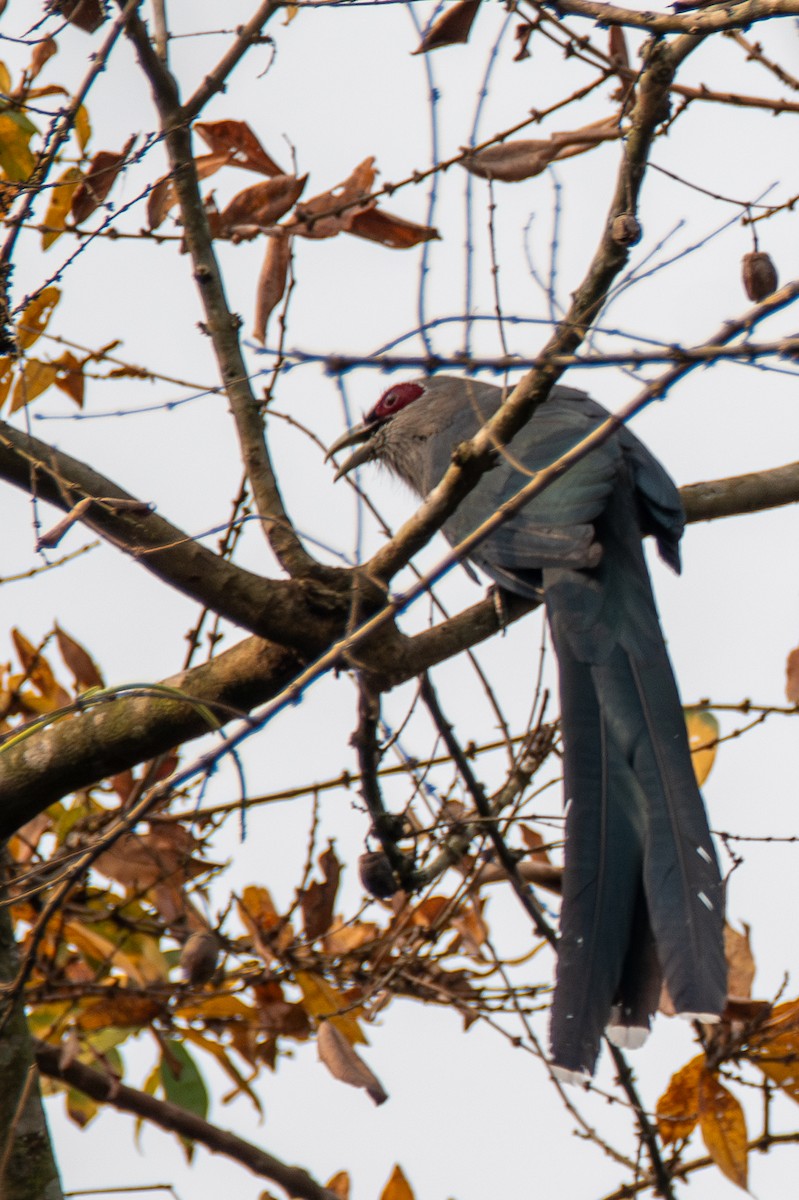 Green-billed Malkoha - ML633400782