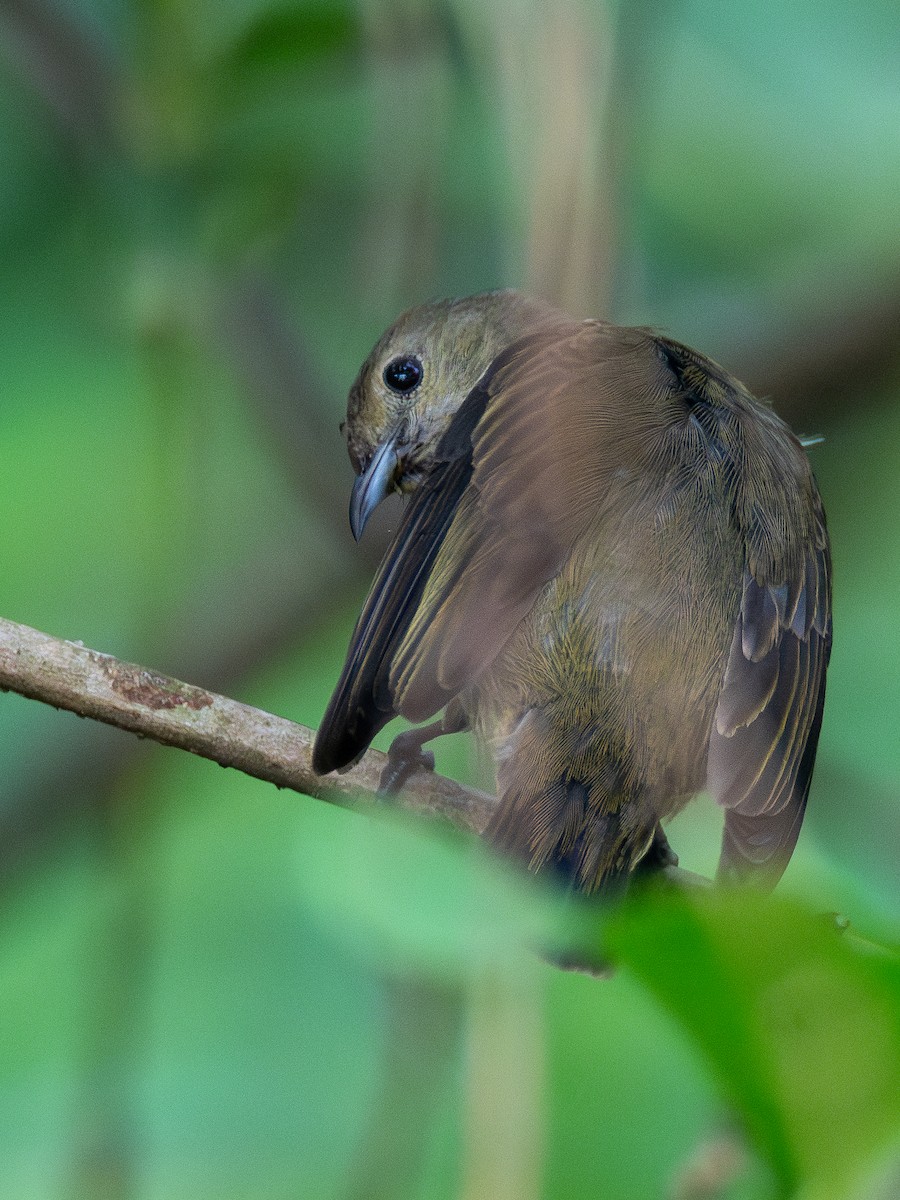 Plain Flowerpecker - ML633400783