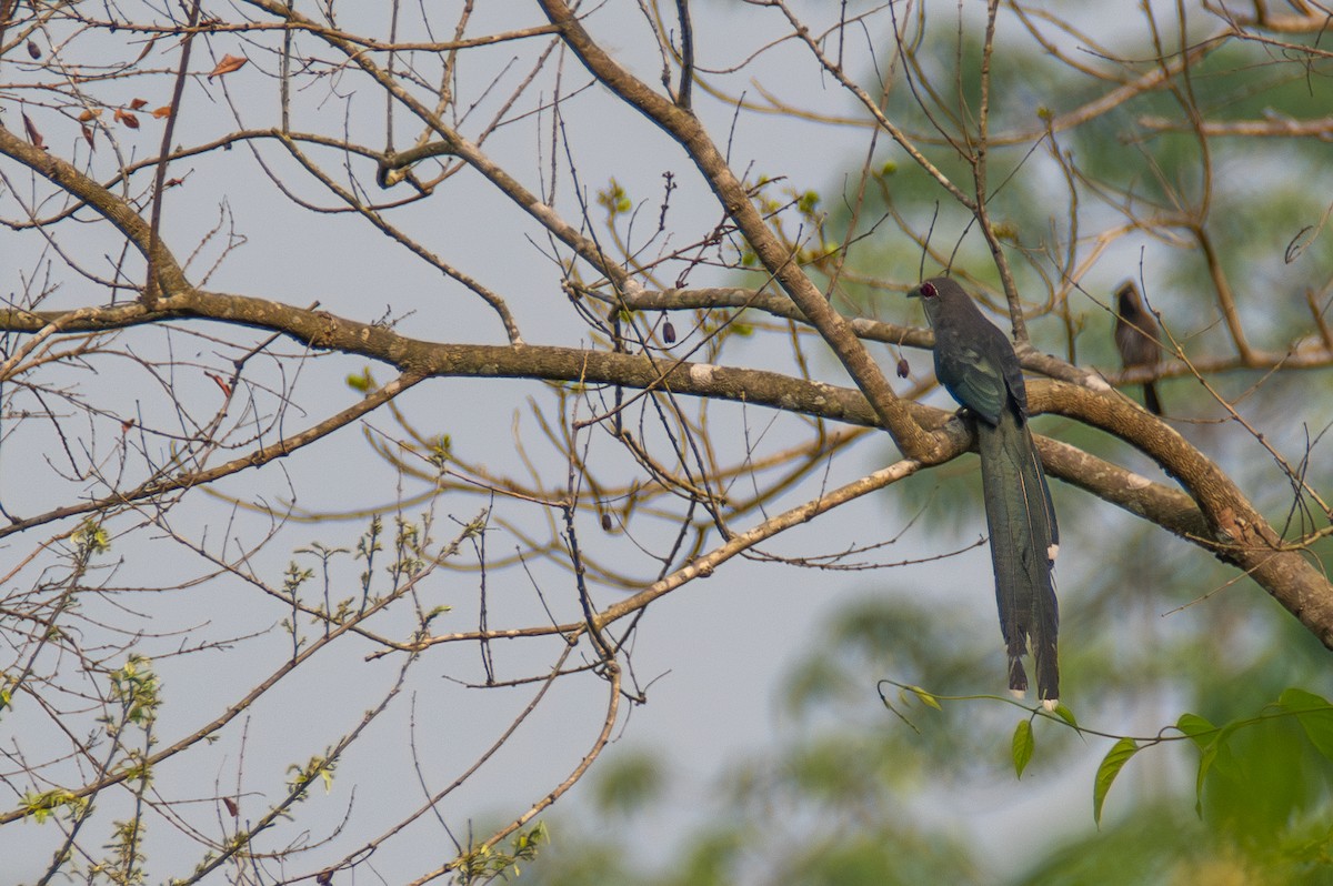 Green-billed Malkoha - ML633400792
