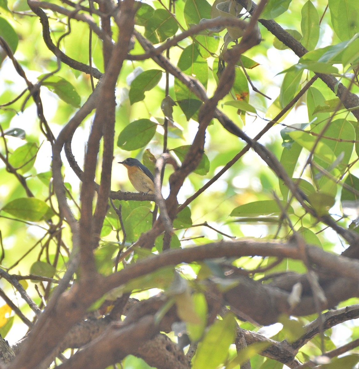 Tickell's Blue Flycatcher - ML633400799