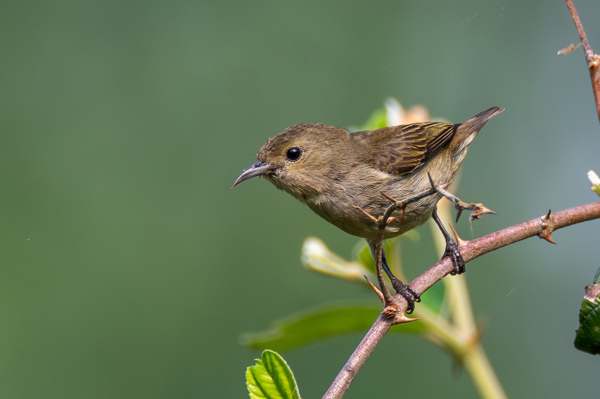 Plain Flowerpecker - ML633400845
