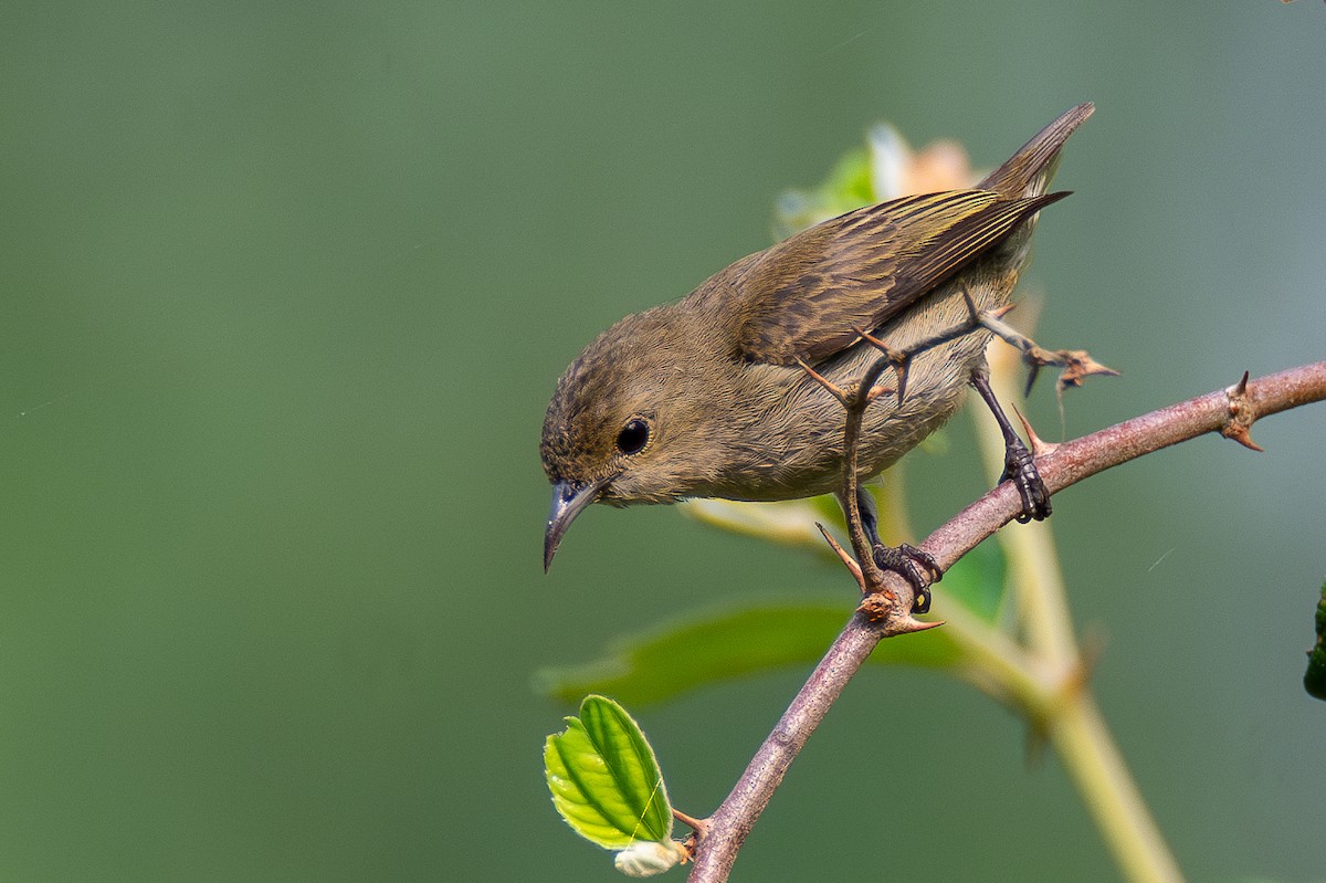 Plain Flowerpecker - ML633400846