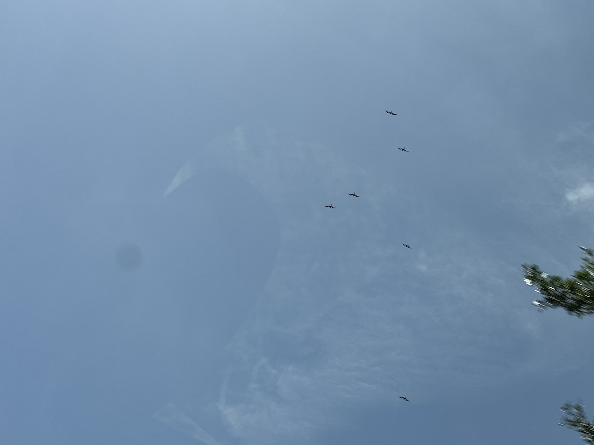 Magnificent Frigatebird - ML633400847