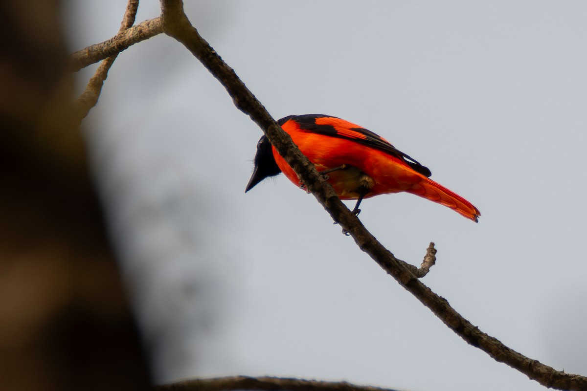 Scarlet Minivet - ML633400872