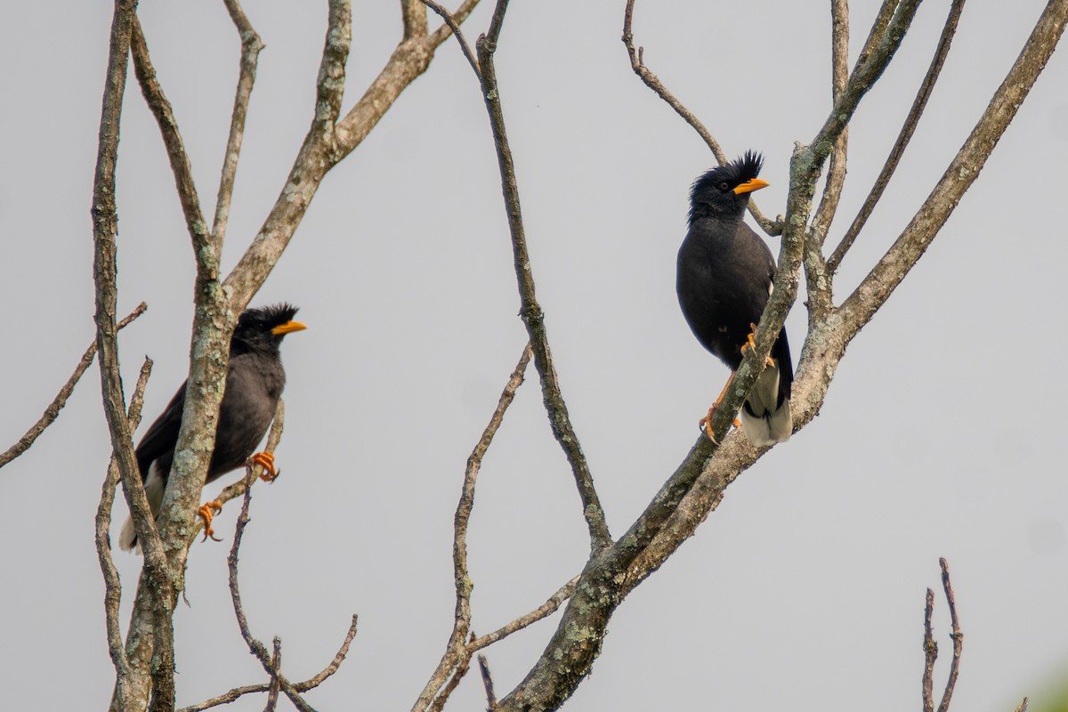 Great Myna - ML633400879