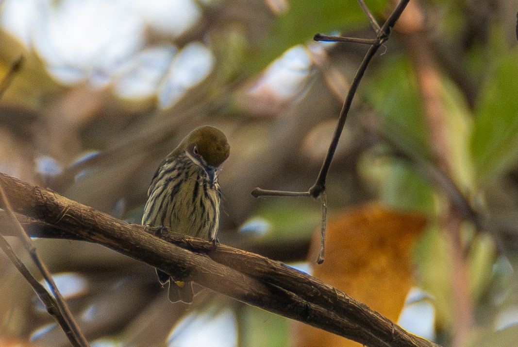 Yellow-vented Flowerpecker - ML633400901