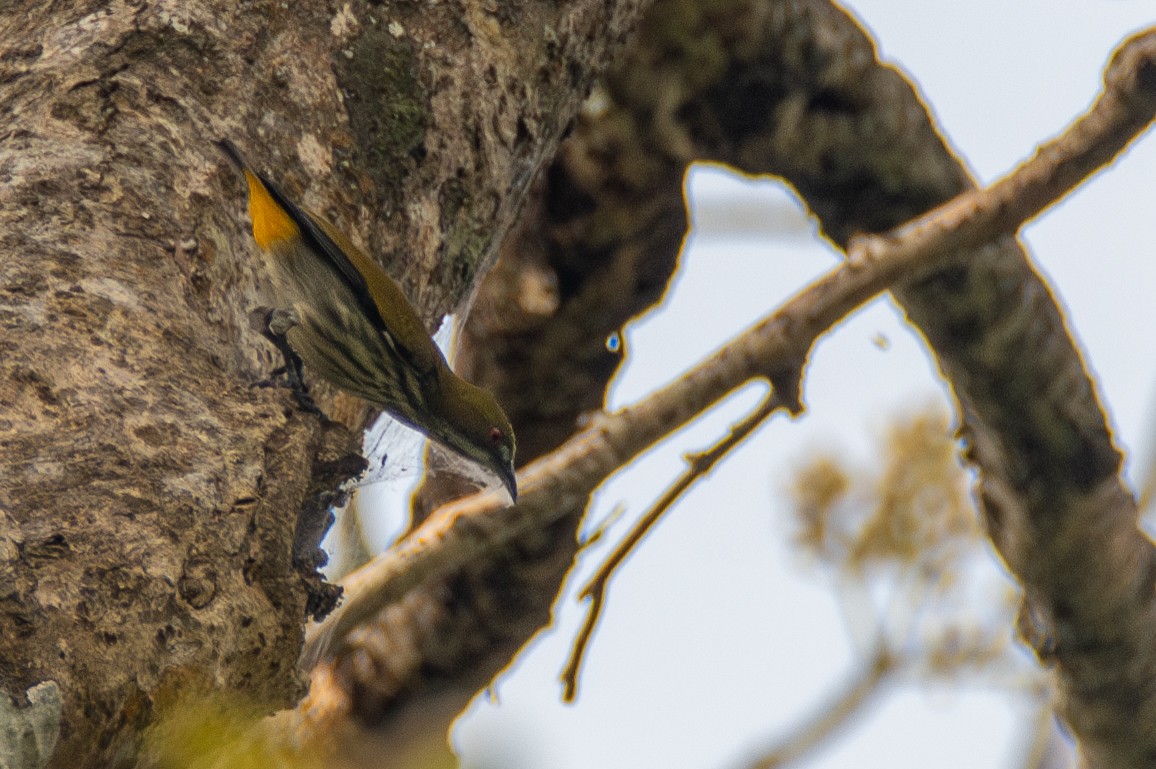Yellow-vented Flowerpecker - ML633400903