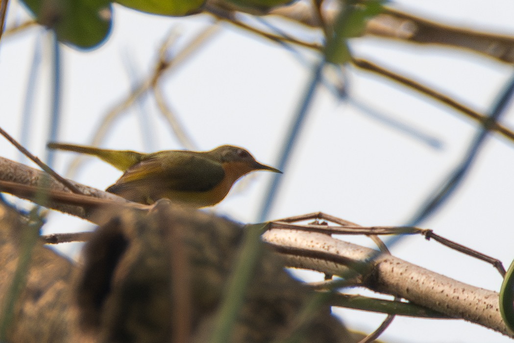 Ruby-cheeked Sunbird - ML633400924
