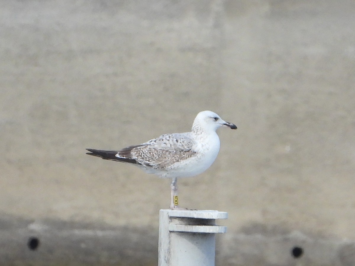 Caspian Gull - Ken Endersen