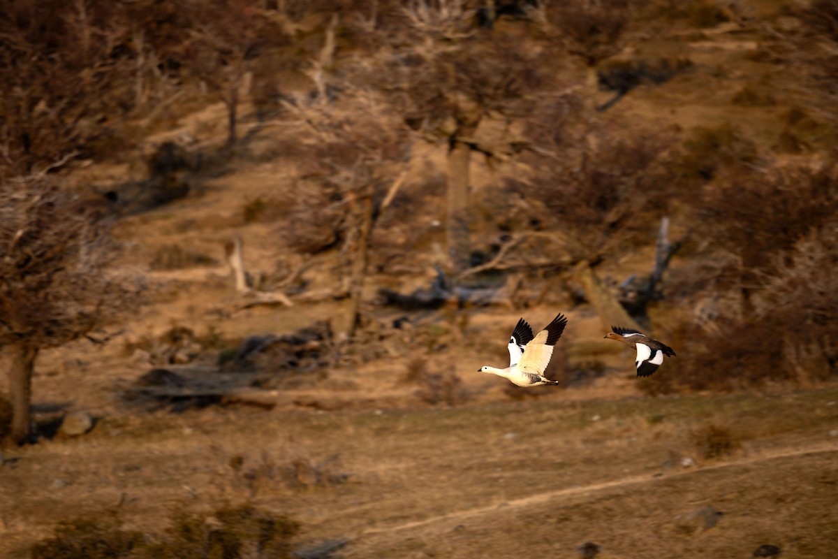 Upland Goose - ML633401093