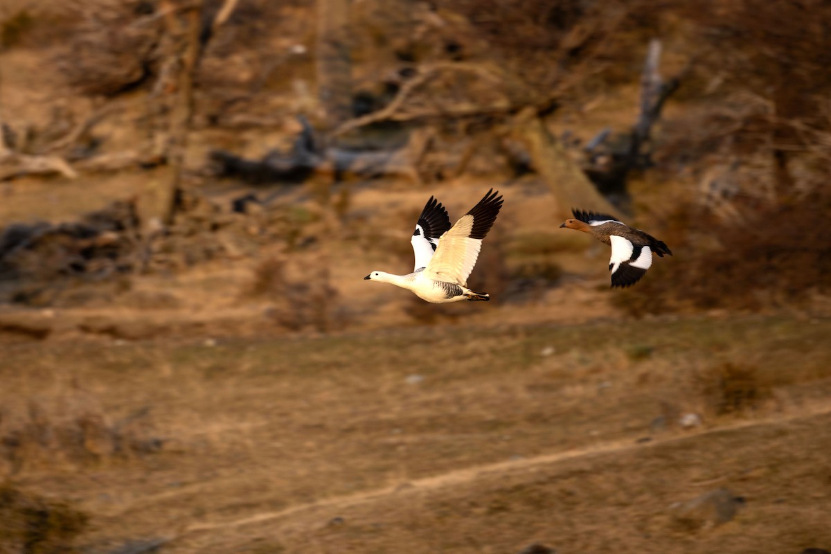 Upland Goose - ML633401095