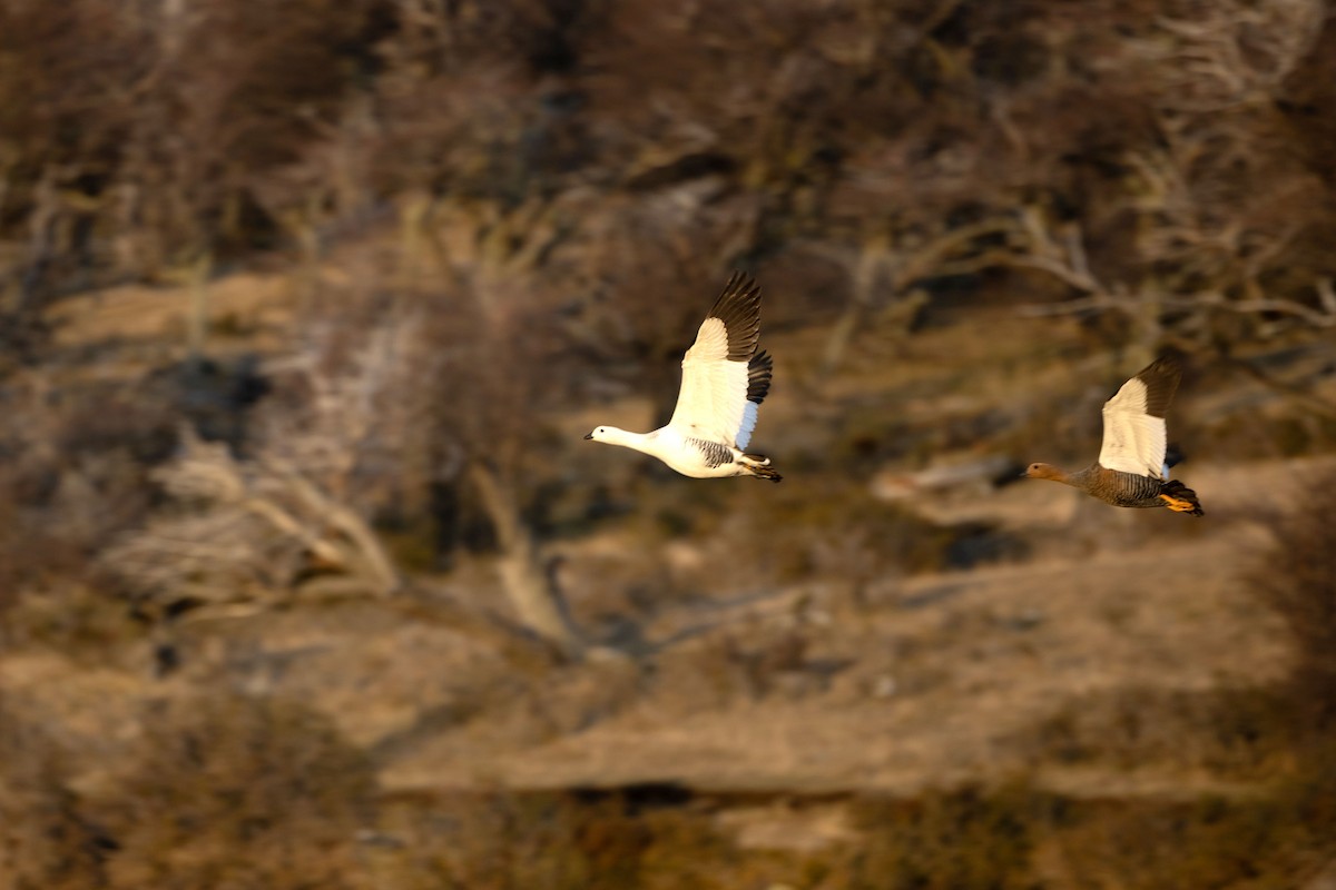 Upland Goose - ML633401096