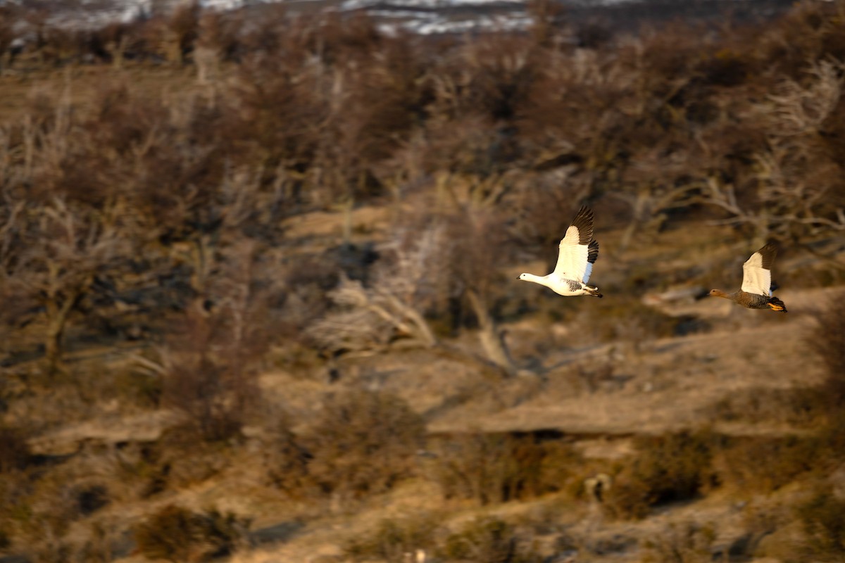 Upland Goose - ML633401098