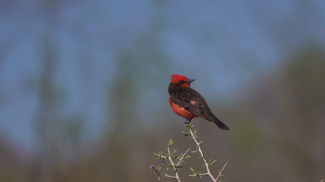 Vermilion Flycatcher - ML633401112