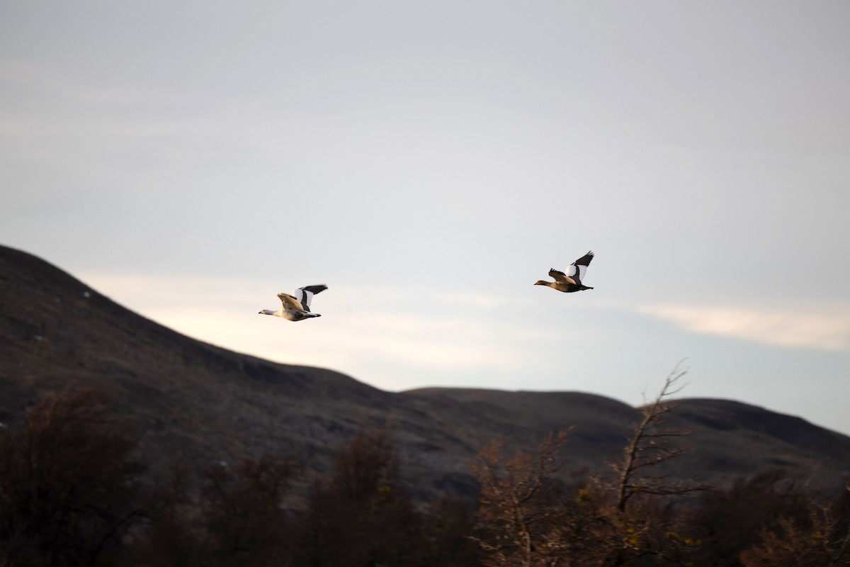 Upland Goose - ML633401128