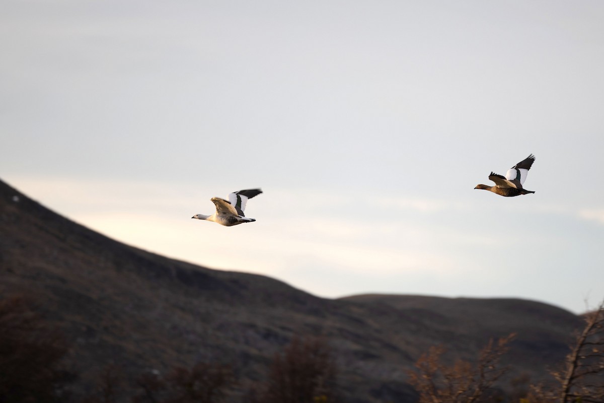 Upland Goose - ML633401129