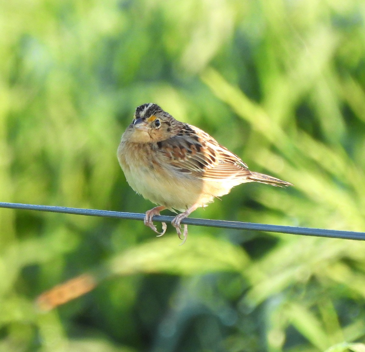Grasshopper Sparrow - ML633401134