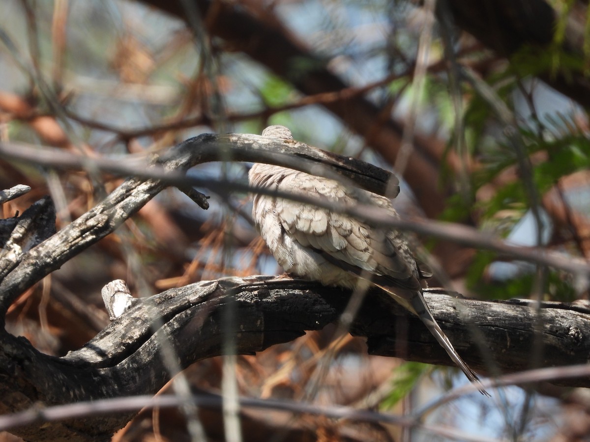 Inca Dove - ML633401158