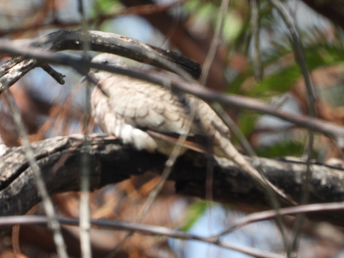 Inca Dove - ML633401159