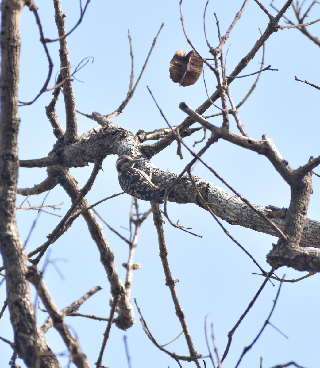 Brown-capped Pygmy Woodpecker - ML633401195
