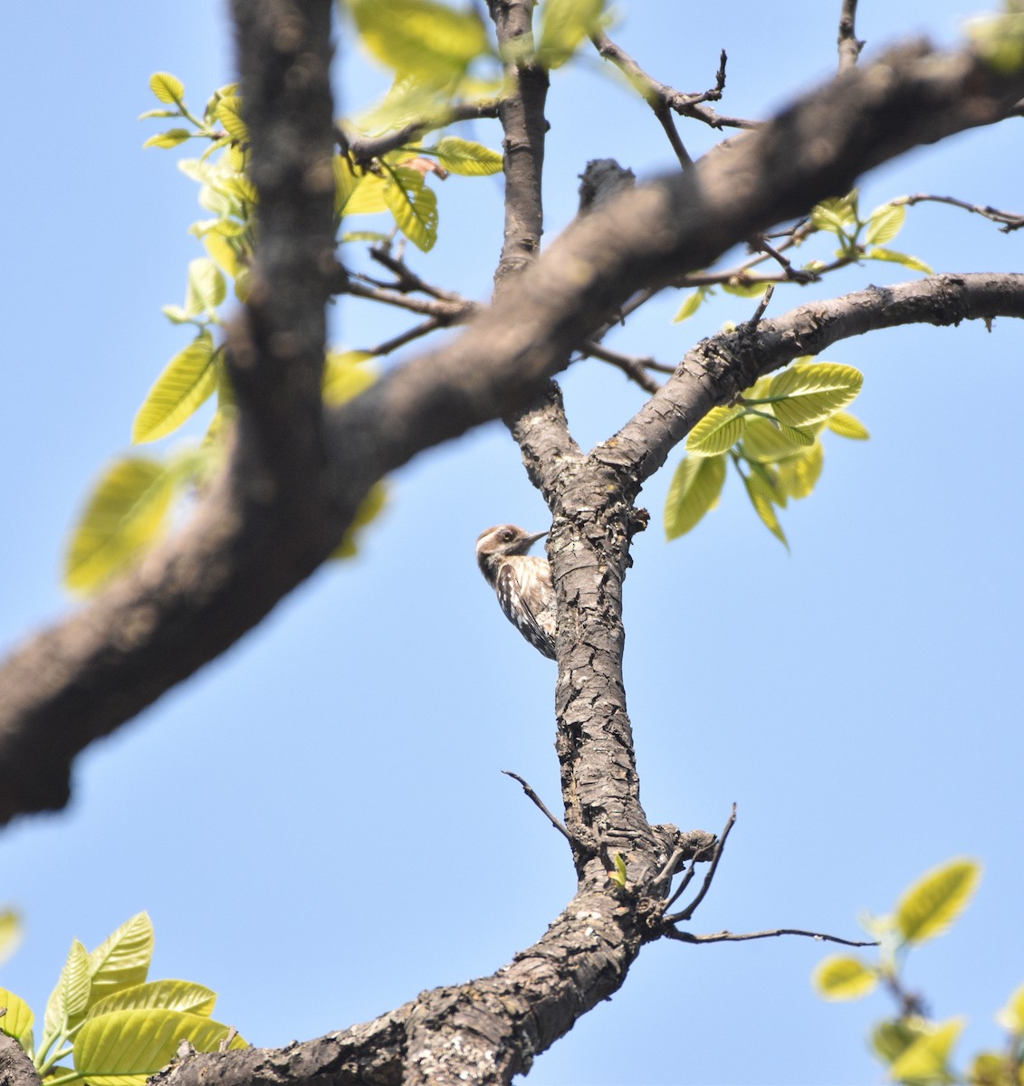 Brown-capped Pygmy Woodpecker - ML633401197