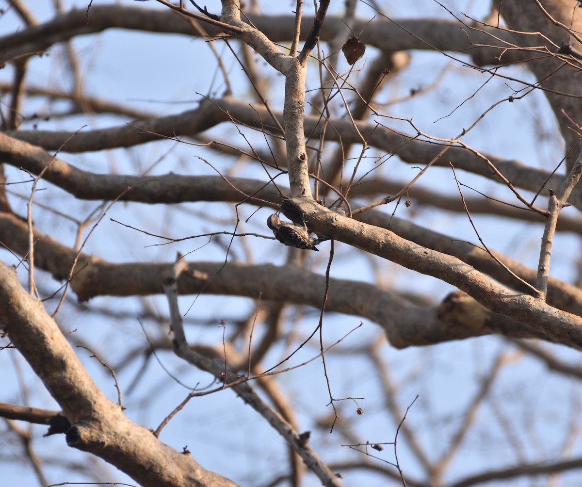 Brown-capped Pygmy Woodpecker - ML633401198
