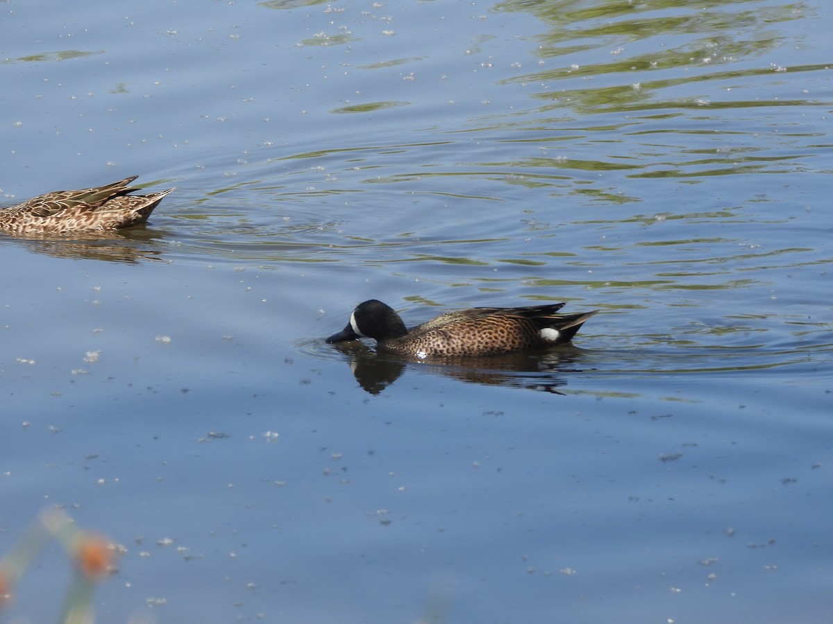 Blue-winged Teal - ML633401213