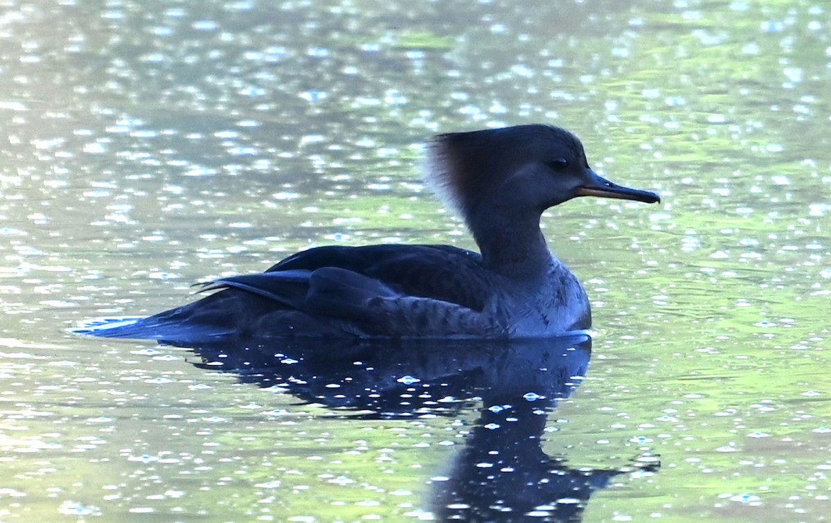 Hooded Merganser - ML633401246