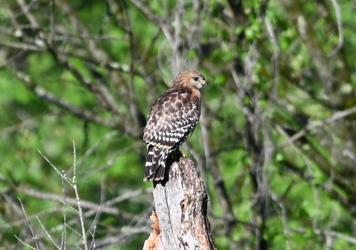 Red-shouldered Hawk - ML633401449